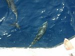 Suddenly we were accompanied by dolphins. They liked it very much to swimm at the bow of the ship. 